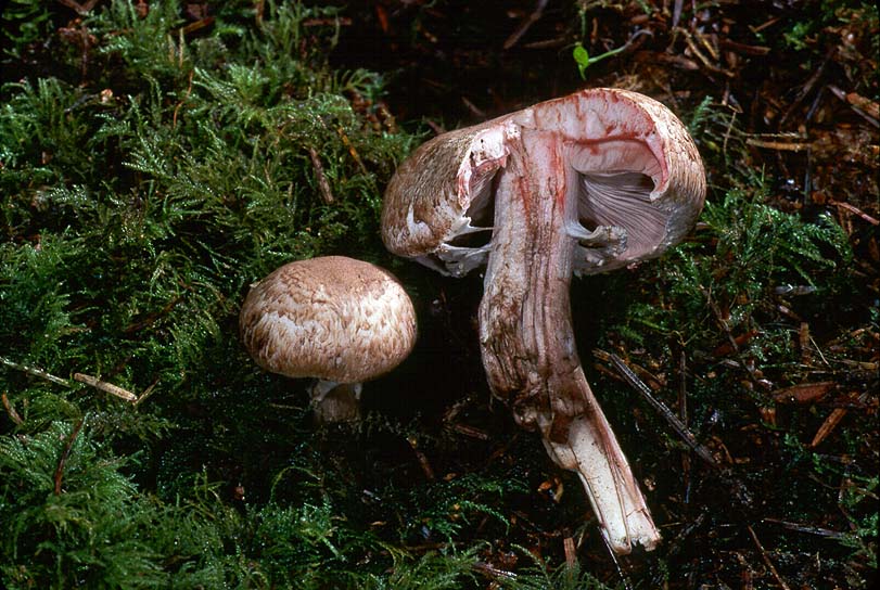 Agaricus haemorrhoidarius